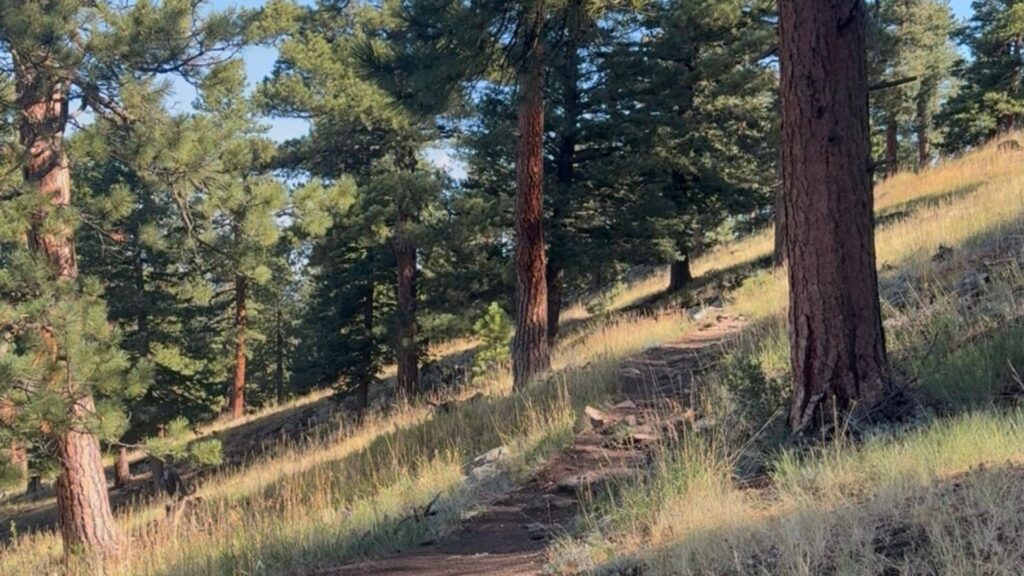 Wooded hiking trail through pine trees in Genesee, Colorado